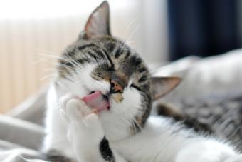 Grooming white cat, licking her paw