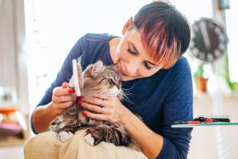 Woman Combs the Cat's Hair with a Grooming Brush