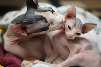 Two Sphynx cats. The older cat bathing the kitten