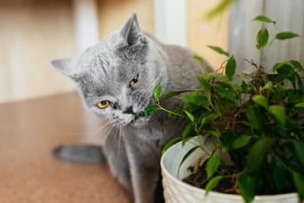 British Purebred Gray Shorthair Cat Nibbles On Green Ficus Benjamin Plant In Pot