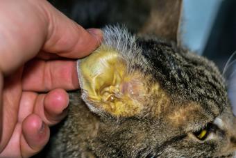 adult cat with liver failure with yellow ear