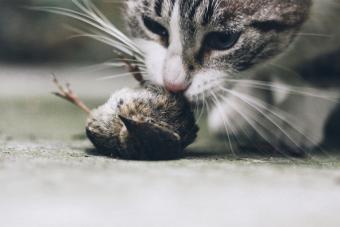 Cat eating a bird