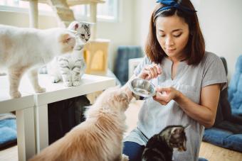 Pretty young lady feeding cats and kittens