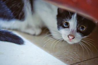 Cat looking scared