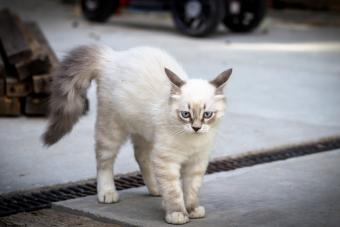 How Do Cats Use Sounds to Communicate (With Each Other and Us)?