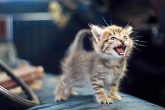 kitten meowing