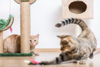 cats playing in living room with cat stand and toys