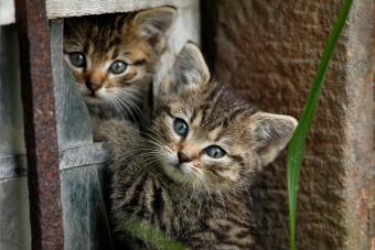 Kittens playing in broken window