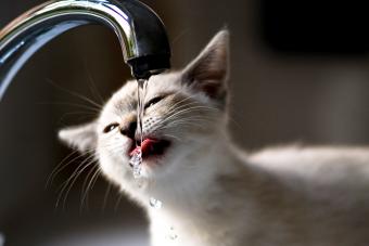 Cute kitten drinking from tap