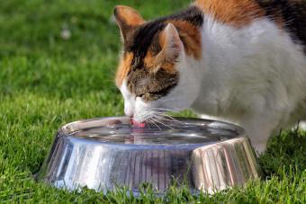 Cat Drinking Water From Metallic Bowl In Back Yard