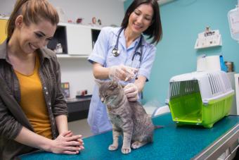Vet and Cat Vaccinations