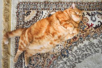 A very fat cat is lying on the сarpet on its back