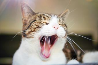 Cat with open mouth
