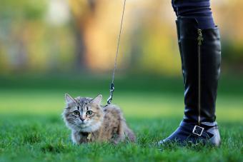 Outdoor cat on a leash