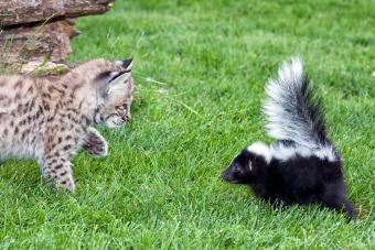 Skunk and cat