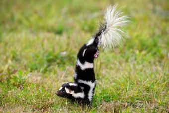 Skunk doing handstand getting ready to spray