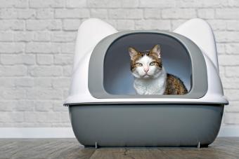 Cute tabby cat sitting in a litter box