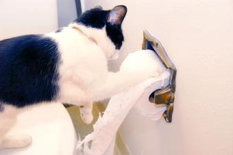 Cat-unrolling the toilet paper