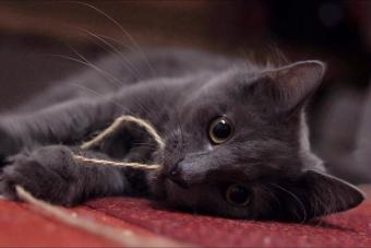 Cat With String In Mouth