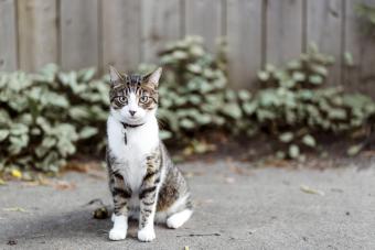 Cat outdoors wearing collar
