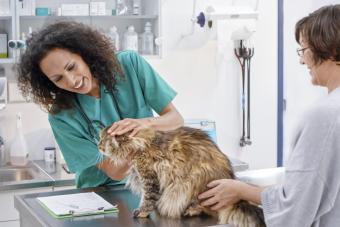 Veterinarian examining cat in veterinary clinic