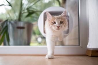 Cat passing through cat flap