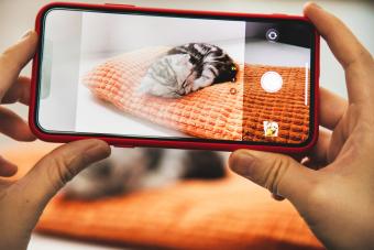 hand taking photo of a tabby cat napping
