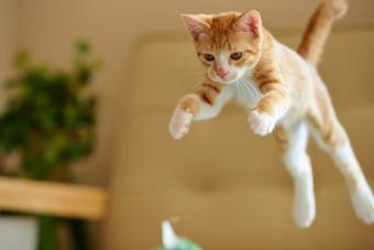 Jumping ginger kitten