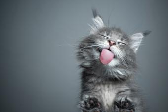 cute kitten licking glass table