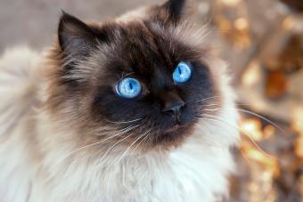 Portrait of a beautiful fluffy cat with blue eyes