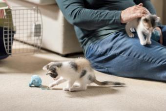 Man playing with her newly adopted kittens at home