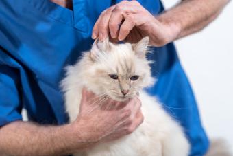 Veterinarian examining the ear of a sacred cat of burma