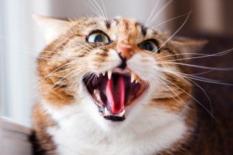 Aggressive domestic cat sitting on a window sill