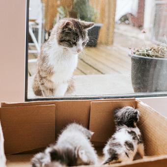 Interested Adult Cat, Looking in Patio Window at Kittens in a Box