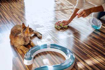 Pet Owner Cleaning Floor While Cat Watches