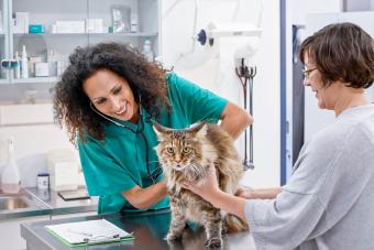 Vet checking cat while owner helps hold her