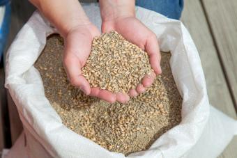 Hand full of chicken feed