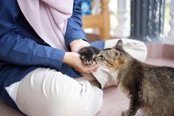 Woman Holding Kitten close to mom cat