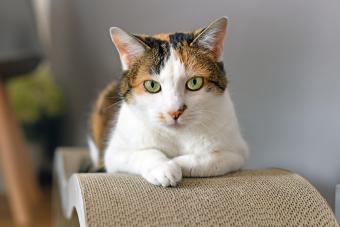 Calico Cat with green eyes lying on cardboard scratch board