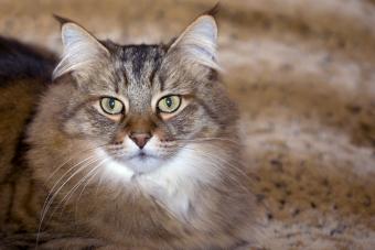 Pixiebob Longhair brown spotted tabby