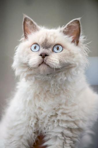 Front view of Selkirk Rex cat