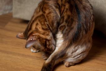 Alopecia and neurodermatitis on the animal's skin