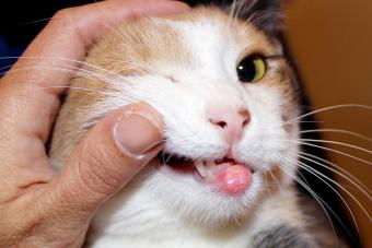 eosinophilic granuloma in cats with allergies