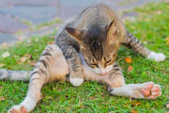 Cat cleans the fur with its teeth