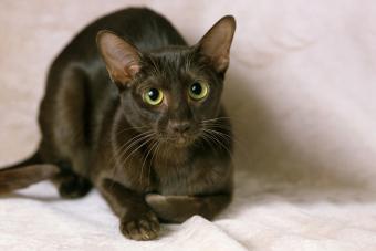 Havana Brown Domestic Cat