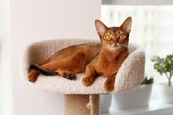 Cinnamon cat lies at tower