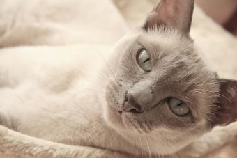 Lilac Point Tonkinese