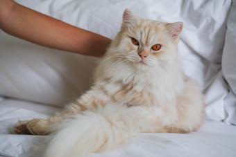 Cream coloured cat