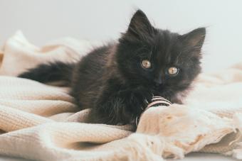 York chocolate little kitten lies on a beige cotton blanket