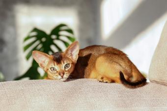Cinnamon abyssinian cat on beige couch